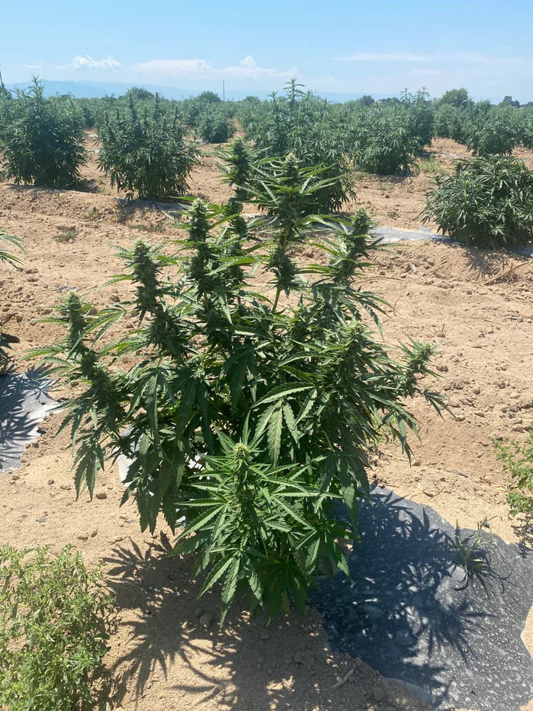 Înflorire - etapă din parcursul Cannapopolis