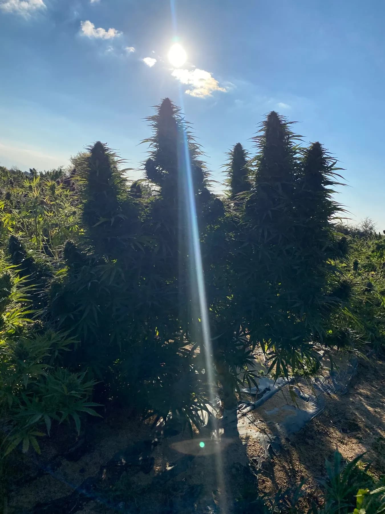Plante mature de cânepă sub lumină naturală