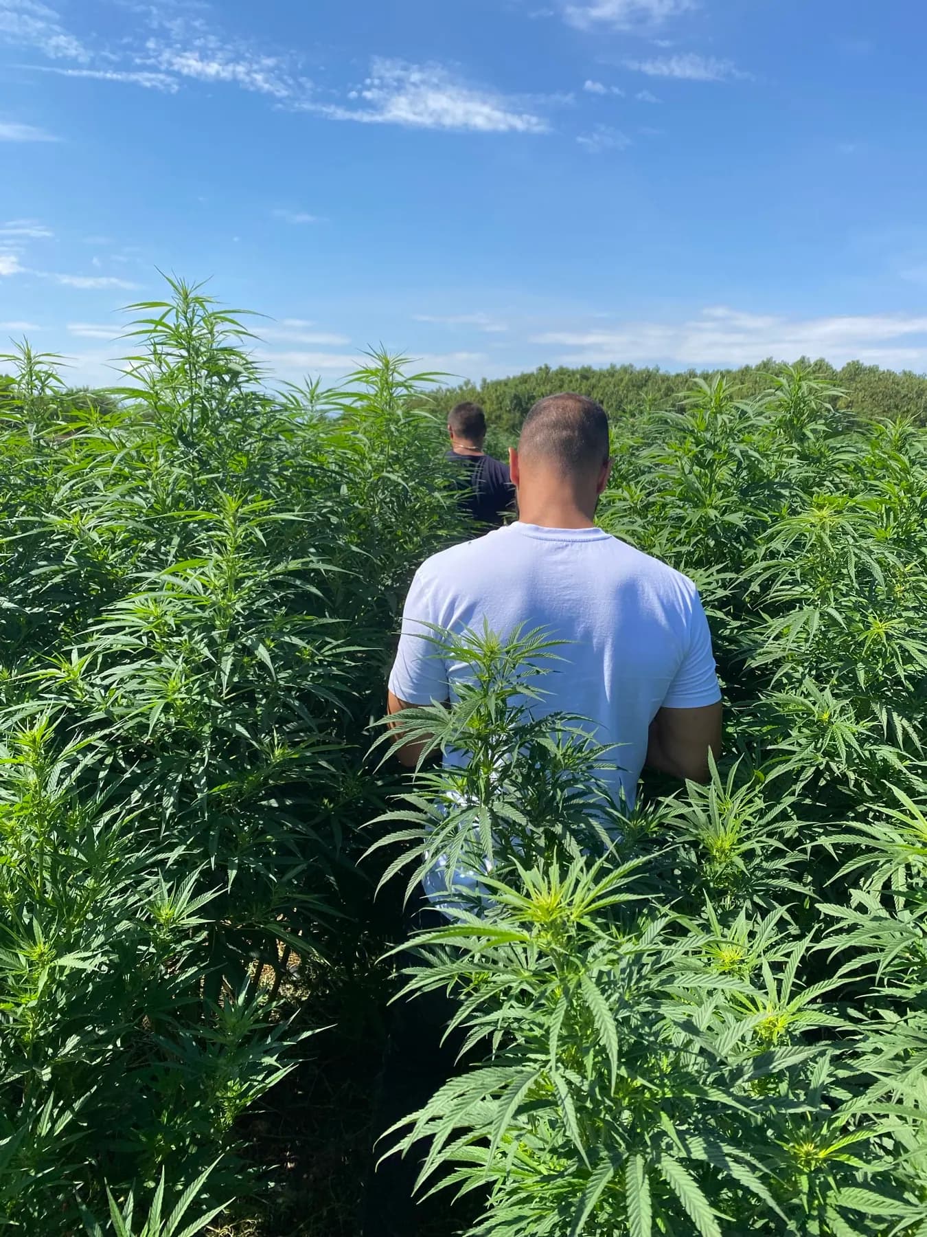 Trecere printre plante înalte de cânepă pe câmp