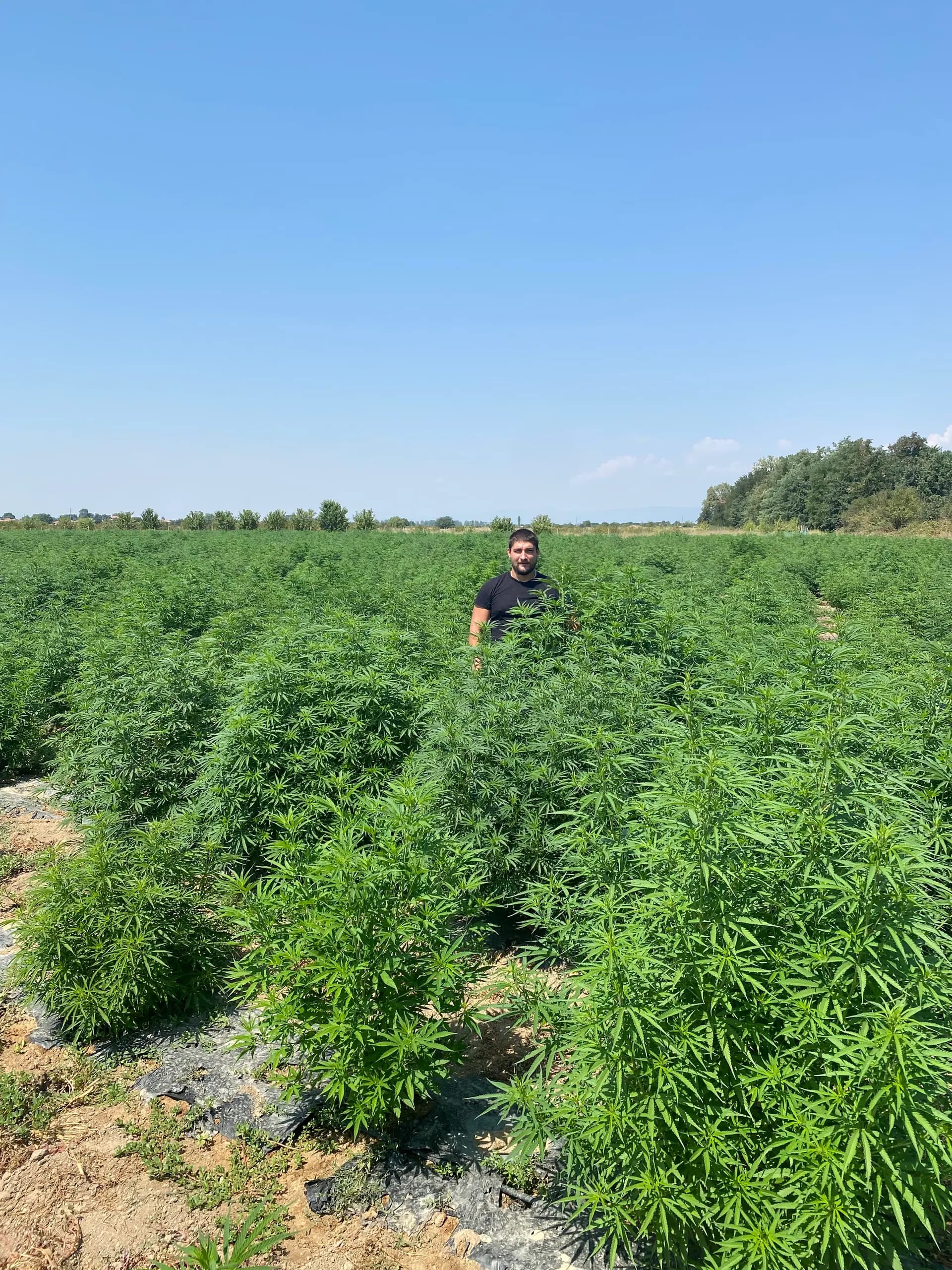 Yordan Milenov, fondator Cannapopolis, într-un câmp de cânepă