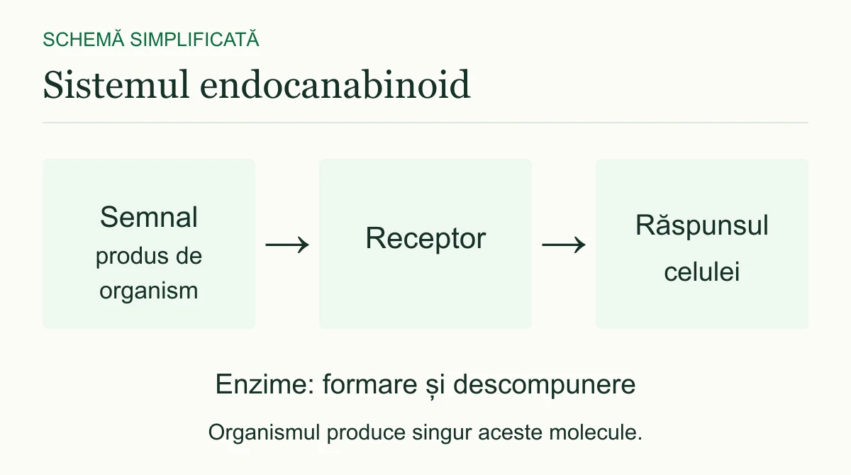 Moleculele-semnal produse de organism, receptorii și răspunsul celulei participă la comunicare. Enzimele contribuie la formarea și descompunerea moleculelor-semnal.