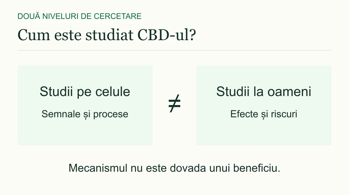 Studiile pe celule și studiile la oameni răspund la întrebări diferite. Un mecanism observat în celule nu dovedește un beneficiu la oameni.
